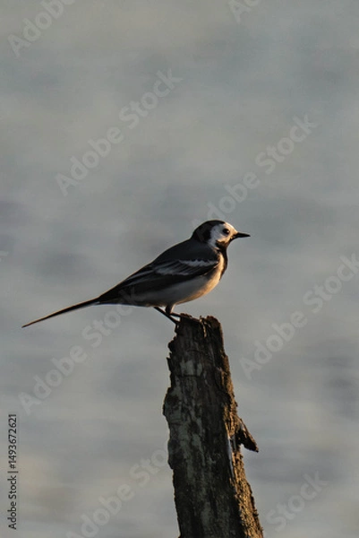 Fototapeta White wagtail (Motacilla alba) sitting on a  tree stump in the sunset.
