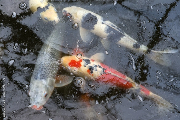 Fototapeta Japanese koi carp floating on the surface of a pond with bubbles