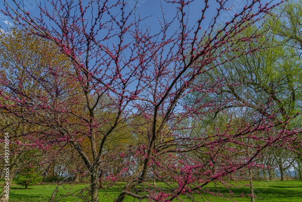 Fototapeta Eastern redbud (Cercis canadensis) one of the best flowering tree of spring is indigenous to North America 