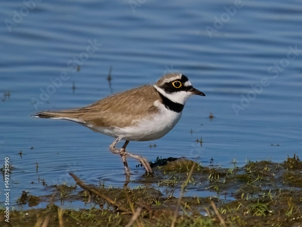 Fototapeta Little ringed plover (Charadrius dubius)