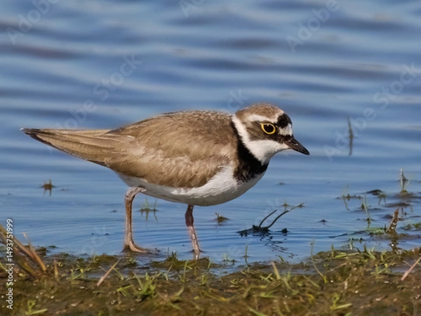 Fototapeta Little ringed plover (Charadrius dubius)