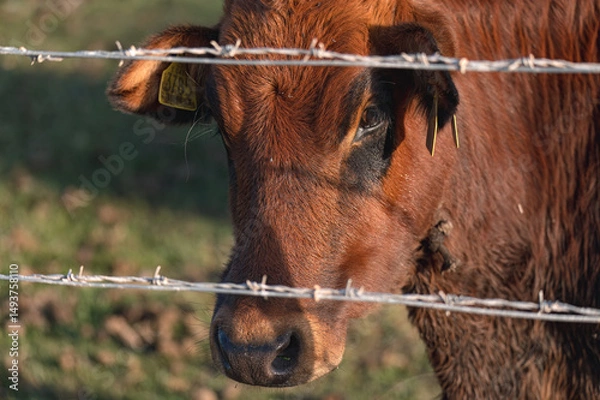 Obraz Brown cow looking through barbed wire fence in a field. Akrotiri marsh, Cyprus