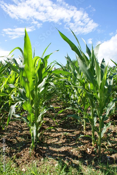 Obraz campo di mais