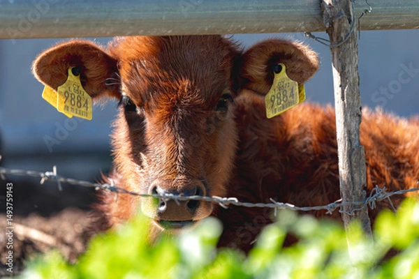 Obraz Young brown calf standing behind a fence in a green field, looking ahead. Akrotiri marsh, Cyprus