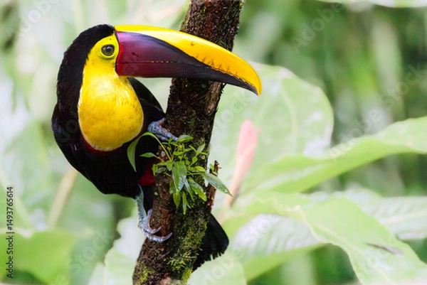Fototapeta Yellow-throated toucan (Ramphastos ambiguus), Sarapiqui, Costa Rica. Selective focus on bird's eye