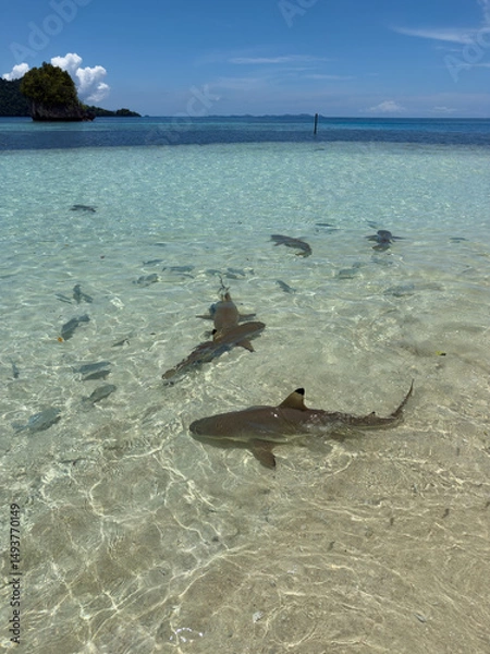 Fototapeta Shark point with lots of Reef sharks at Wayag island, Raja Ampat, West Papua
