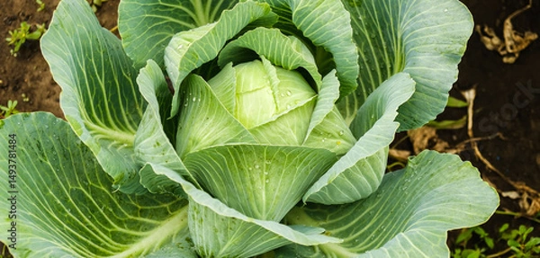 Fototapeta The cabbage crop ripened in autumn. Ripening late varieties of cabbage. Growing organic vegetables.