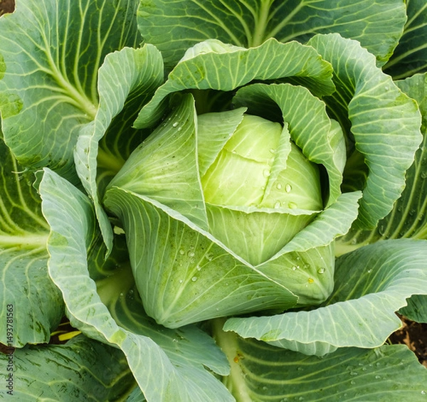 Fototapeta The cabbage crop ripened in autumn. Ripening late varieties of cabbage. Growing organic vegetables.