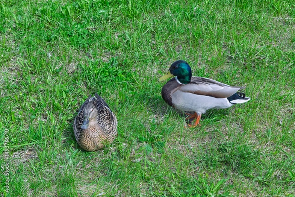 Fototapeta A pair of wild ducks are walking on the grass.