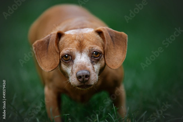 Fototapeta Close up portrait of a red dachshund mix dog 