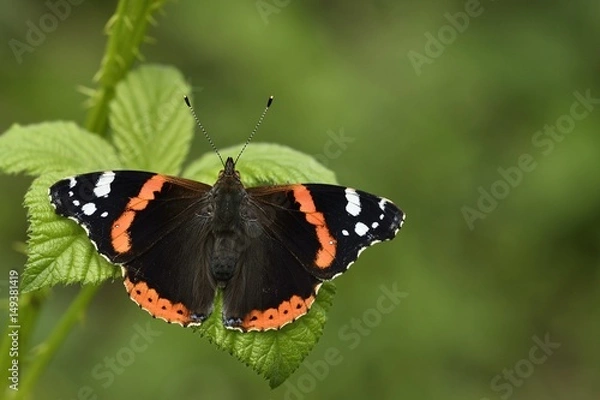 Obraz Vanessa Atlanta