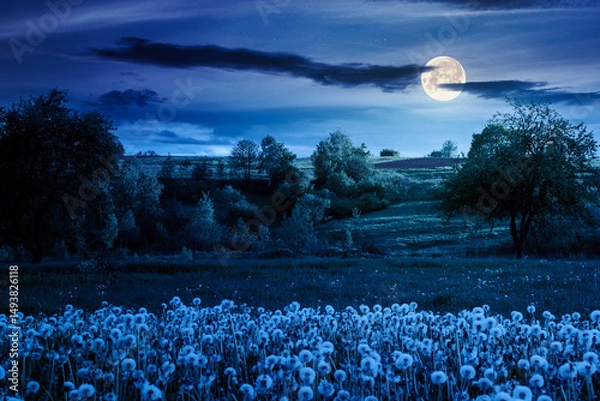 Fototapeta mountainous rural landscape with dandelion meadow in spring at night. scenic view with blooming weeds in the garden in full moon light with cloudy sky