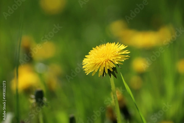 Obraz Blooming dandelions, spring flowers in green grass. Meadow with dandelion