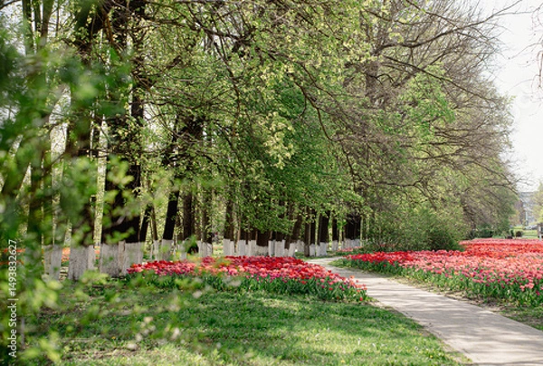 Obraz Spring blooming of tulip fields among the trees