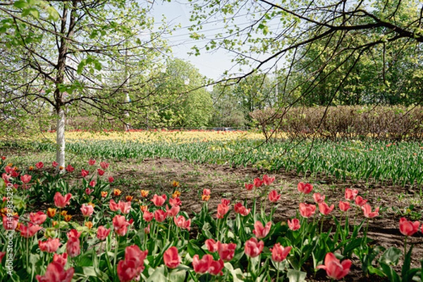 Obraz Spring blooming of tulip fields among the trees