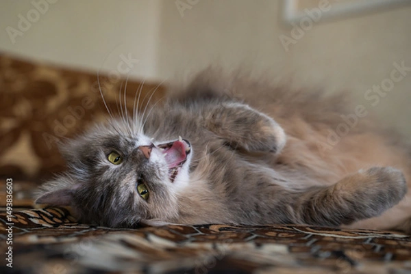 Obraz A pampered pet, a gray Siberian cat, lies on its back and yawns, opening its mouth