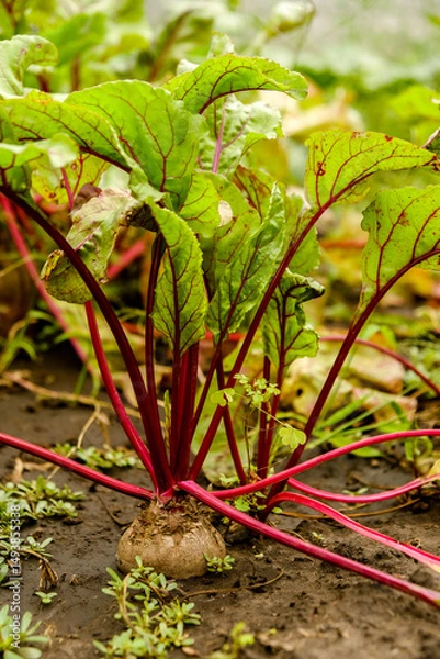 Fototapeta Growing organic vegetables in soil. Beets ripened in autumn in the garden. Harvesting pumpkins.