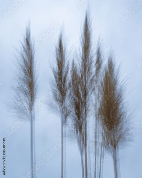 Fototapeta Pampas Grass in the Wind