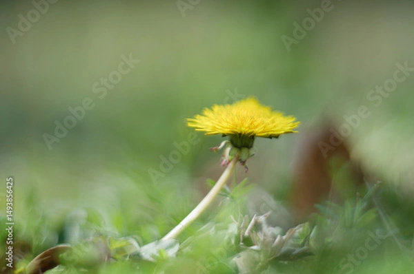 Fototapeta Dandelion in Bloom