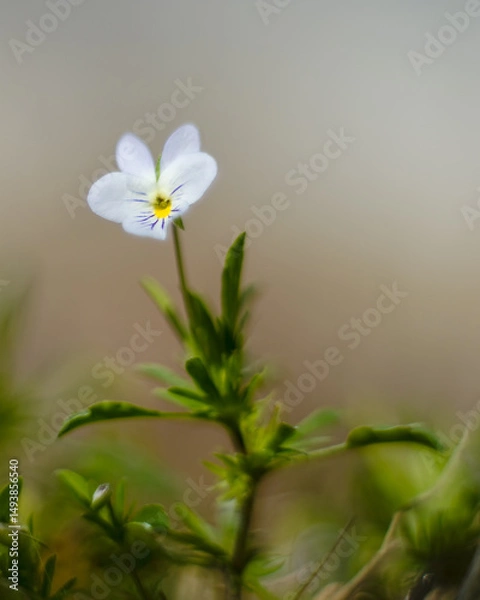 Fototapeta Field Pansy in Bloom