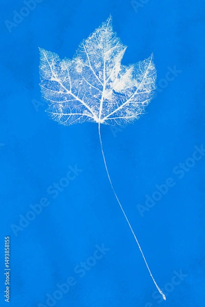 Fototapeta Maple Leaf Cyanotype