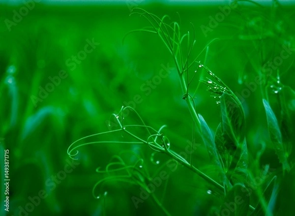 Obraz dew on peas