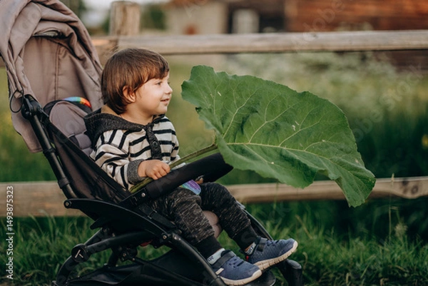 Fototapeta The kid holds a large leaf of burdock in his hand. A boy in a pram plays with a huge sheet.