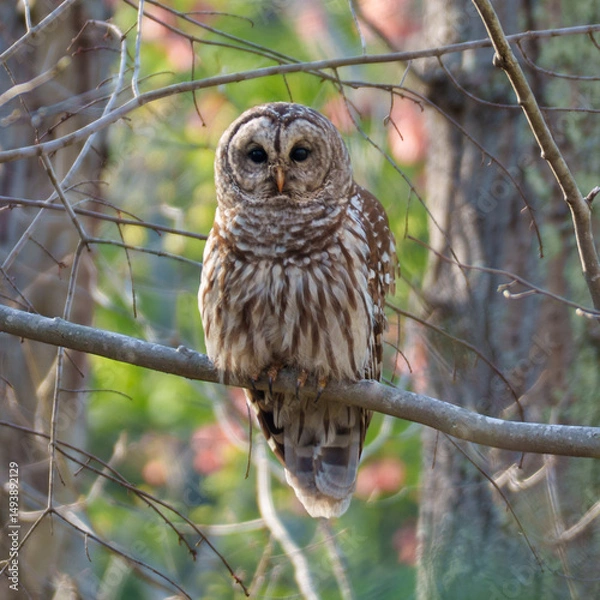 Obraz Barred Owl