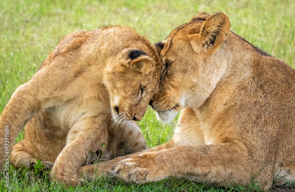 Obraz Lion mother and cub