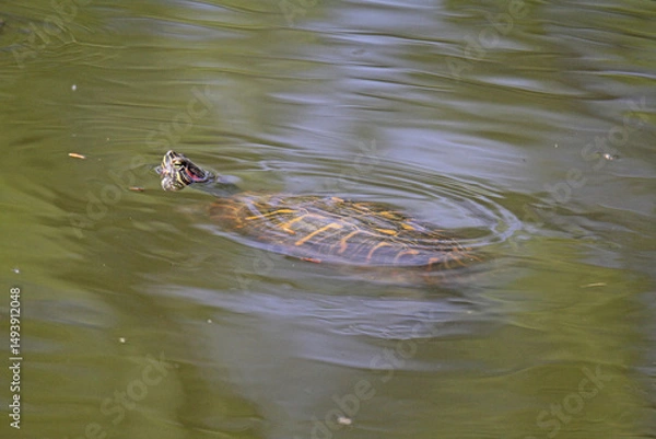Fototapeta tartaruga "aliena" nelle nostre acque (Trachemis scripta)