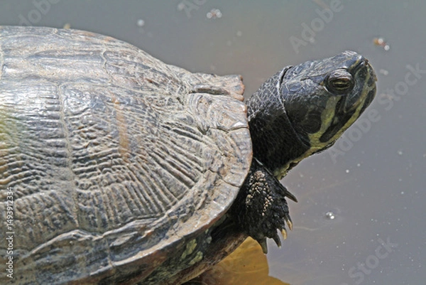 Fototapeta becco e unghie in primo piano (Trachemis scripta)