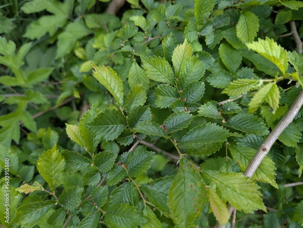 Obraz Leaves of Small-leaved Elm (Ulmus minor)