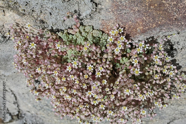Fototapeta un florido ciuffo di grassello (Sedum dasyphillum) sporge dalle fessure di un muro a secco