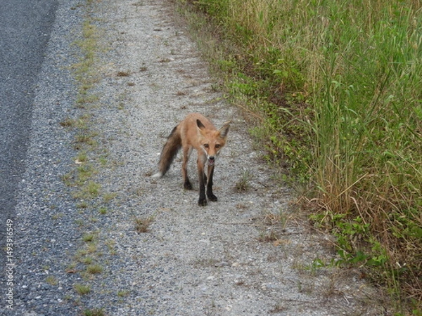Obraz A red fox living within the wilderness of the Bombay Hook National Wildlife Refuge, Kent County, Delaware. 