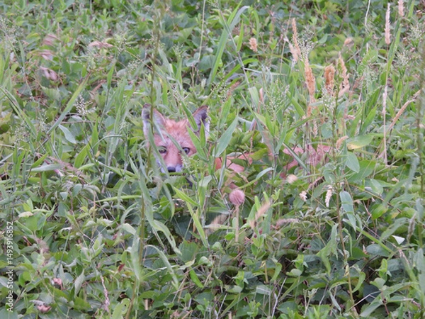 Obraz A shy, red fox, hidden within the wetland vegetation. Bombay Hook National Wildlife Refuge, Kent County, Delaware. 