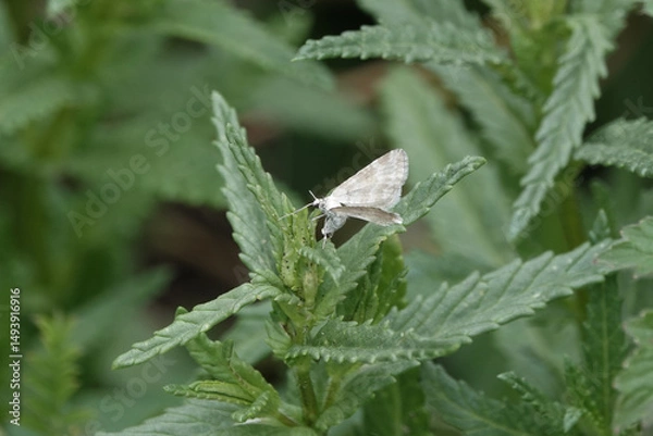 Obraz A Grass Rivulet moth (Perizoma albulata) on the leaves of  Yellow Rattle