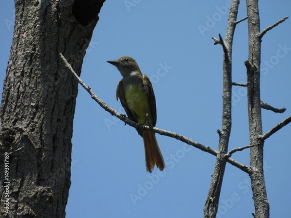 Obraz Great crested flycatcher, perched on a branch within the wetland forest of the Bombay Hook National Wildlife Refuge, Kent County, Delaware. 