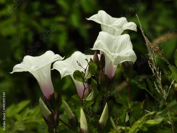 Obraz A flowering wild potato vine, man of the earth, Ipomoea pandurata, growing within the wetlands of the Bombay Hook National Wildlife Refuge, Kent County, Delaware.