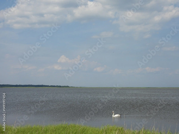 Obraz A tranquil scene, with a mute swan swimming in the wetland water. Bombay Hook National Wildlife Refuge, Kent County, Delaware.