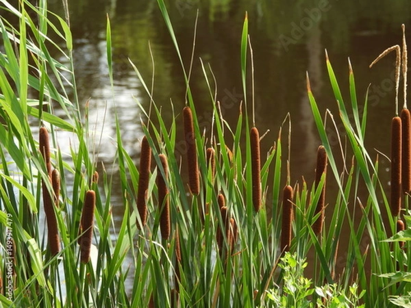Obraz Broadleaf cattail growing wild along the wetland shores of the Bombay Hook National Wildlife Refuge, Kent County, Delaware. 