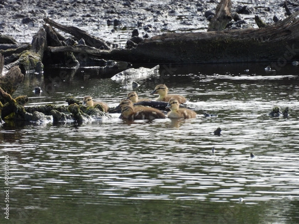 Obraz Mallard ducklings swimming along the wetland shores, enjoying a beautiful summer day. Bombay Hook National Wildlife Refuge, Kent County, Delaware.