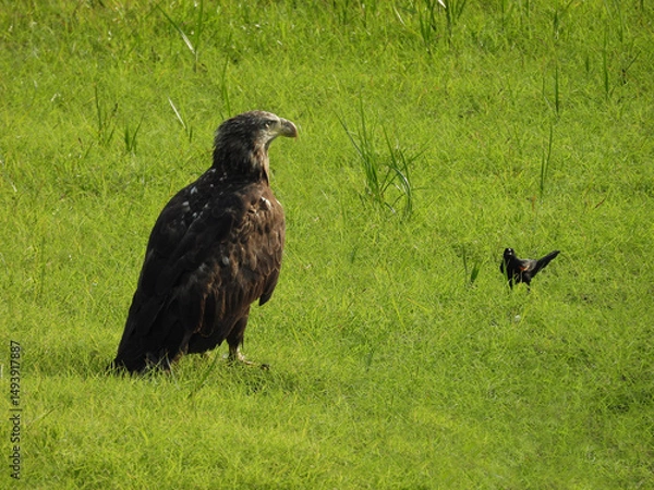 Obraz A red-winged balckbird makes a loud call, harassing a juvenile bald eagle. Bombay Hook National Wildlife Refuge, Kent County, Delaware.