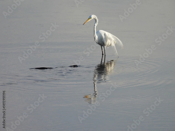 Obraz A hungry great egret wading through the shallow wetland water in search of fish to eat. Bombay Hook National Wildlife Refuge, Kent County, Delaware.