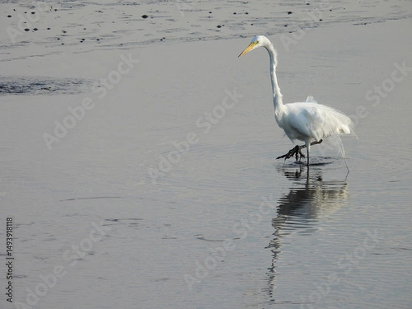 Obraz A hungry great egret wading through the shallow wetland water in search of fish to eat. Bombay Hook National Wildlife Refuge, Kent County, Delaware.
