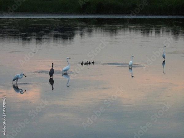 Obraz As the sunsets, casting a colorful light upon the wetland water, egrets and herons fish for food, while a small group od ducks swim by. Bombay Hook National Wildlife Refuge, Kent County, Delaware. 