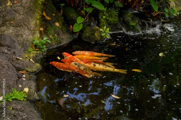 Obraz Sleeping Koi Fish in a Pond with a Waterfall.