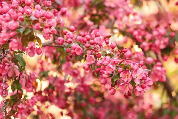Obraz Pink apple blossom branch, blooming spring tree in garden in sunlight. Pink purple red floral flowers abstract background with bokeh