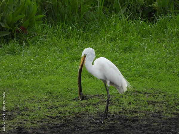 Obraz A hungry great egret has caught an eel, and is trying to devour it. Bombay Hook National Wildlife Refuge, Kent County, Delaware.