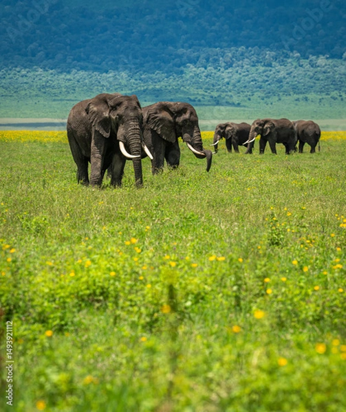 Obraz Elephants in the wild