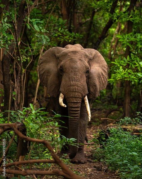 Obraz Elephants in the wild